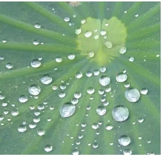 How much do you know about the wetting and solubilization effects of surfactants